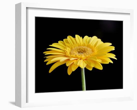 Gerber Angle VI-Jim Christensen-Framed Photographic Print