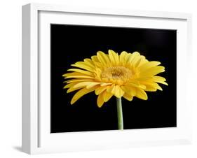 Gerber Angle VI-Jim Christensen-Framed Photographic Print