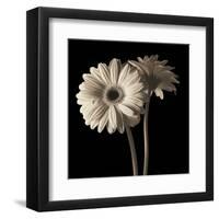 Gerber Daisies 1-Michael Harrison-Framed Art Print