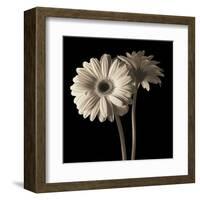 Gerber Daisies 1-Michael Harrison-Framed Art Print