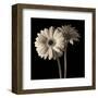 Gerber Daisies 1-Michael Harrison-Framed Art Print