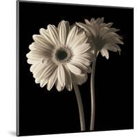 Gerber Daisies 1-Michael Harrison-Mounted Art Print