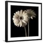 Gerber Daisies 1-Michael Harrison-Framed Art Print