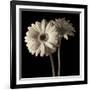 Gerber Daisies 1-Michael Harrison-Framed Art Print