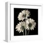 Gerber Daisies 2-Michael Harrison-Framed Art Print