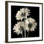 Gerber Daisies 2-Michael Harrison-Framed Art Print