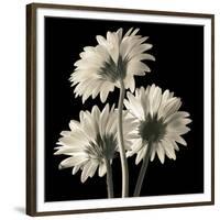 Gerber Daisies 2-Michael Harrison-Framed Art Print