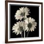 Gerber Daisies 2-Michael Harrison-Framed Art Print