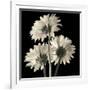 Gerber Daisies 2-Michael Harrison-Framed Art Print