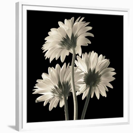 Gerber Daisies 2-Michael Harrison-Framed Art Print