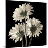 Gerber Daisies 2-Michael Harrison-Mounted Art Print