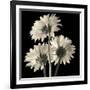 Gerber Daisies 2-Michael Harrison-Framed Art Print