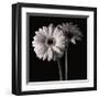 Gerber Daisies I-Michael Harrison-Framed Giclee Print