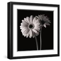 Gerber Daisies I-Michael Harrison-Framed Giclee Print