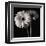 Gerber Daisies I-Michael Harrison-Framed Giclee Print