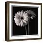 Gerber Daisies I-Michael Harrison-Framed Giclee Print