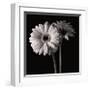 Gerber Daisies I-Michael Harrison-Framed Giclee Print