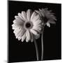 Gerber Daisies I-Michael Harrison-Mounted Giclee Print