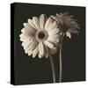 Gerber Daisies I-Michael Harrison-Stretched Canvas