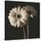 Gerber Daisies I-Michael Harrison-Stretched Canvas