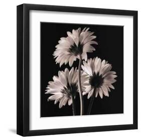 Gerber Daisies II-Michael Harrison-Framed Art Print