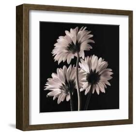 Gerber Daisies II-Michael Harrison-Framed Art Print