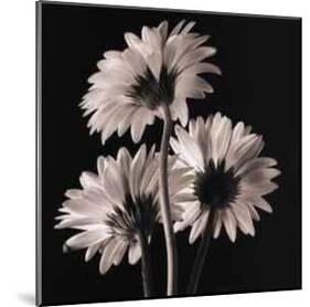 Gerber Daisies II-Michael Harrison-Mounted Art Print