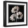 Gerber Daisies II-Michael Harrison-Framed Giclee Print