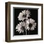 Gerber Daisies II-Michael Harrison-Framed Giclee Print