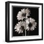 Gerber Daisies II-Michael Harrison-Framed Giclee Print