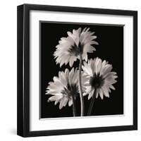 Gerber Daisies II-Michael Harrison-Framed Giclee Print