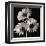 Gerber Daisies II-Michael Harrison-Framed Giclee Print