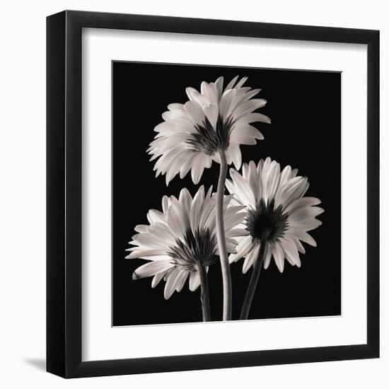 Gerber Daisies II-Michael Harrison-Framed Giclee Print