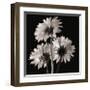 Gerber Daisies II-Michael Harrison-Framed Giclee Print