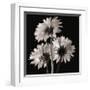 Gerber Daisies II-Michael Harrison-Framed Giclee Print