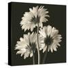 Gerber Daisies II-Michael Harrison-Stretched Canvas