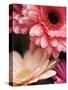 Gerber daisies-Angela Drury-Stretched Canvas