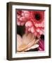 Gerber daisies-Angela Drury-Framed Photographic Print