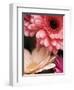 Gerber daisies-Angela Drury-Framed Photographic Print