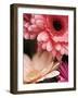 Gerber daisies-Angela Drury-Framed Photographic Print