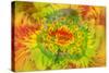 Gerber Daisy abstract-Adam Jones-Stretched Canvas