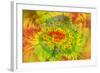 Gerber Daisy abstract-Adam Jones-Framed Photographic Print