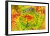 Gerber Daisy abstract-Adam Jones-Framed Photographic Print