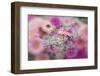 Gerber Daisy Arrangement with Selective Focus-Darrell Gulin-Framed Photographic Print