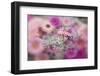 Gerber Daisy Arrangement with Selective Focus-Darrell Gulin-Framed Photographic Print