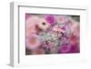 Gerber Daisy Arrangement with Selective Focus-Darrell Gulin-Framed Photographic Print