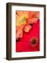 Gerber daisy, Asteraceae-Adam Jones-Framed Photographic Print