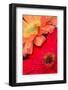 Gerber daisy, Asteraceae-Adam Jones-Framed Photographic Print