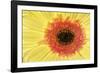 Gerber daisy, Asteraceae-Adam Jones-Framed Photographic Print