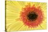Gerber daisy, Asteraceae-Adam Jones-Stretched Canvas